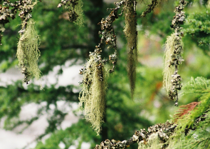 [Hanging from evergreen branches with no greenery on them are long stringy sections of light-green moss.]